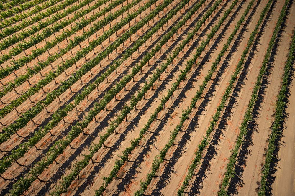 Surveying Napa vineyard blocks for disease, drought or other signs of distress with drone aerial photography by TrellisAerial Productions.
